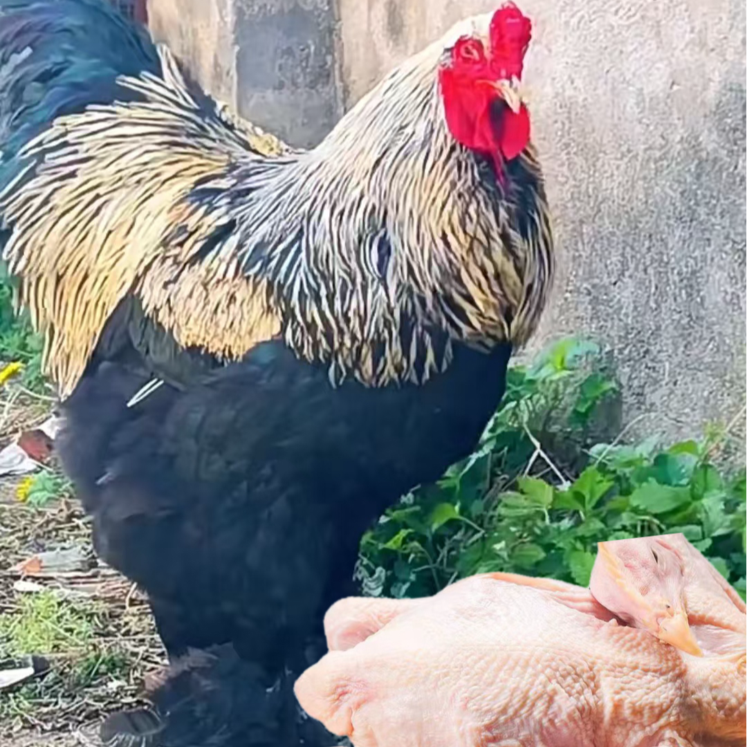 婆罗门鸡肉肉鲜美好吃可口包邮到家