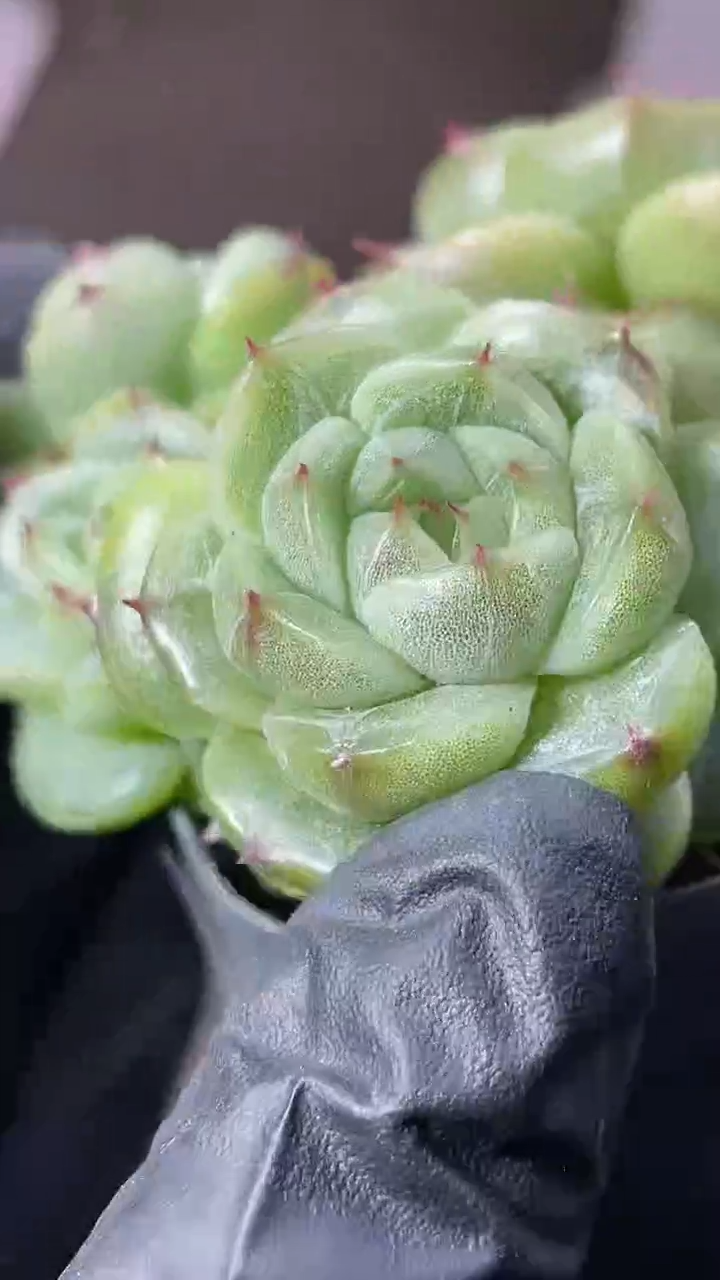 37-98 翡T1 5-6厘米不包整散量拍发一颗