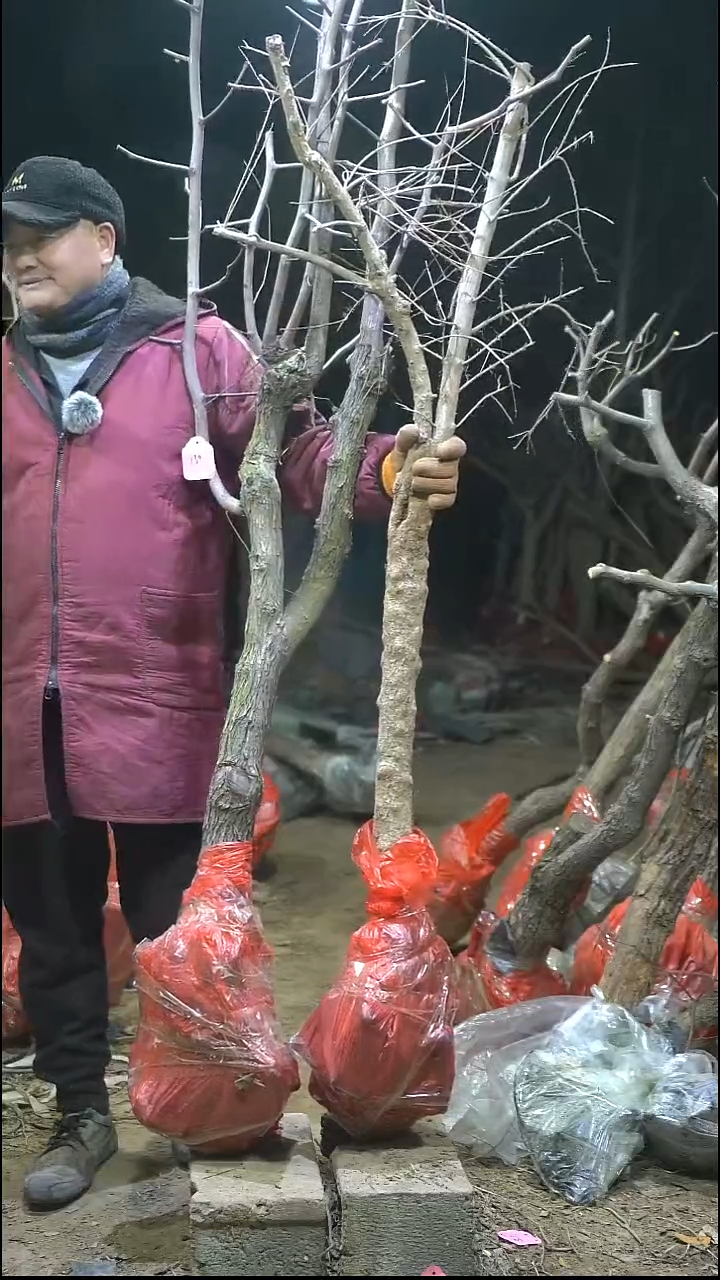 完全开放枣树130