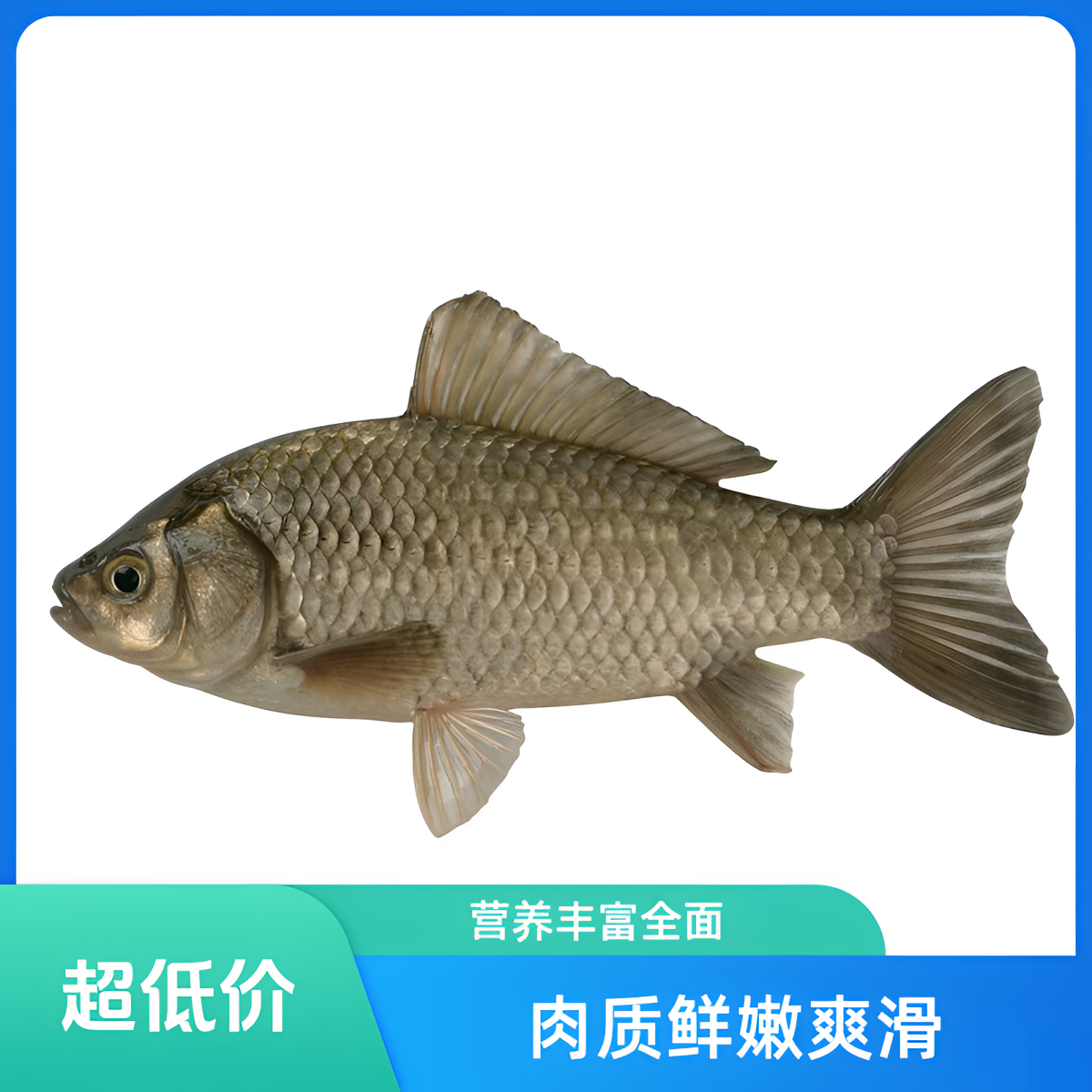 微山湖野生大板鲫鲫鱼《小哥哥》