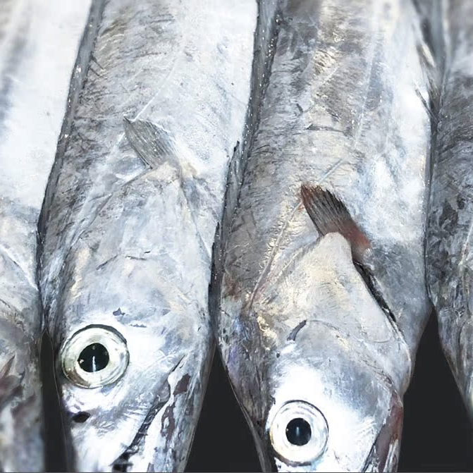 【大号带鱼】7两/条舟山整条发4斤拍3斤送1斤舟山小眼睛油带鱼顺丰冷链包邮到家