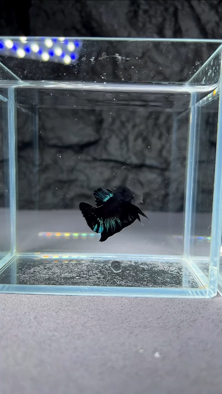 斗鱼竞拍链接045