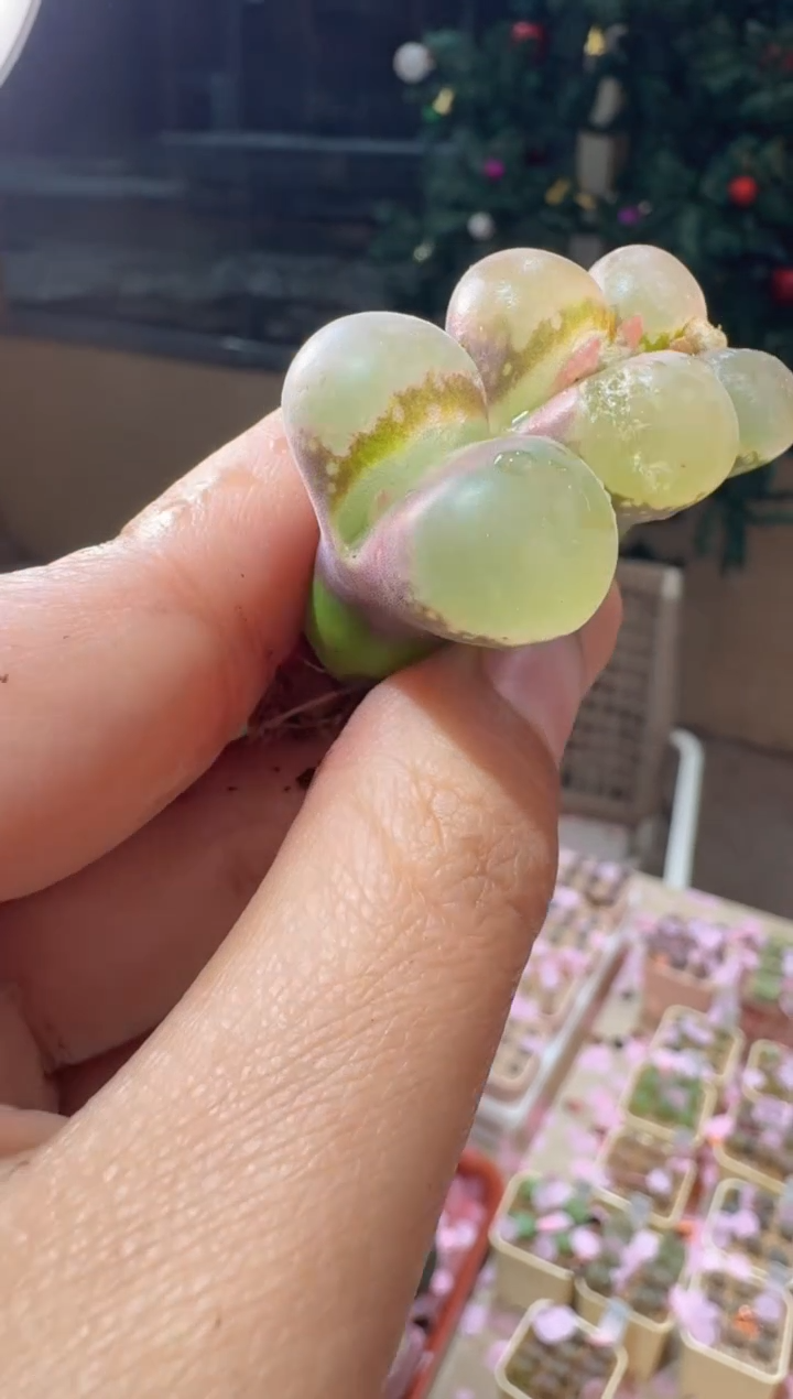 169多肉植物肉锥风铃一颗