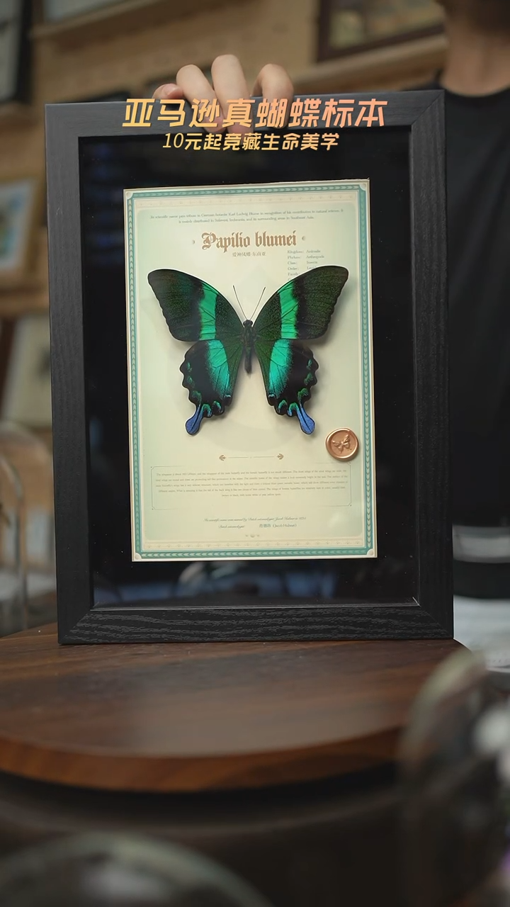 有机玻璃爱神凤蝶设计款A4黑框