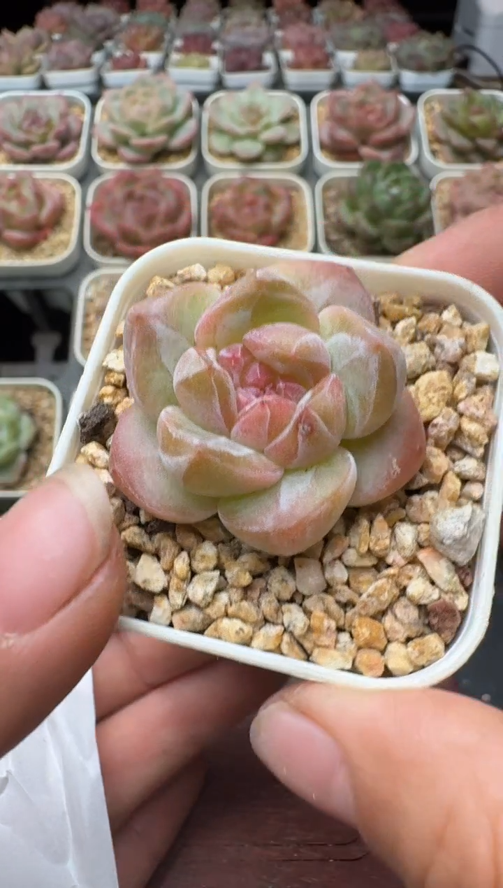 110T带盆土发(6.5cm杯） 当场拍3颗以上包柚 多肉植物