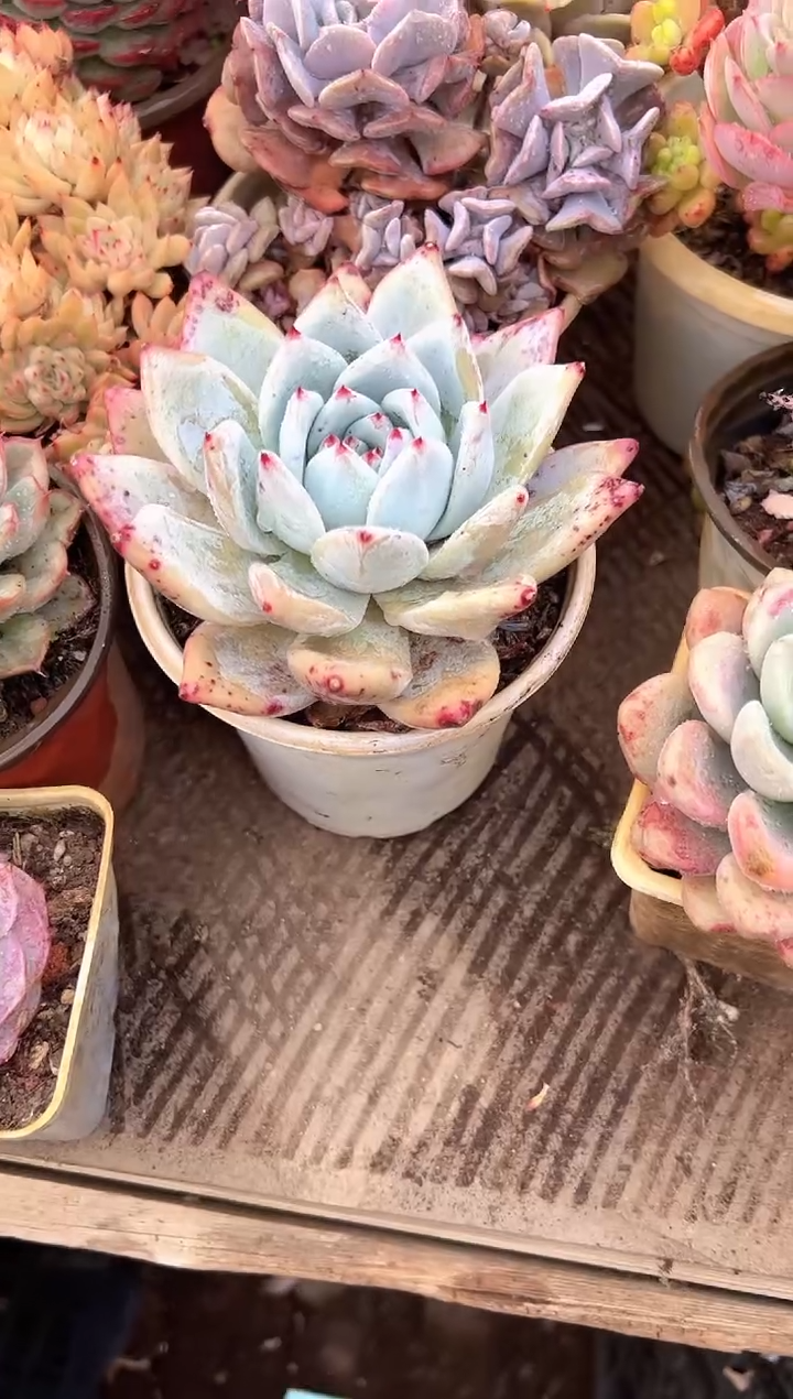 花*多肉植物一物一拍23215