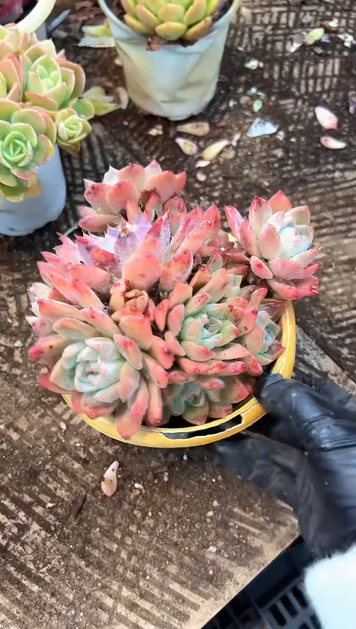 一****️多肉植物一物一拍30365