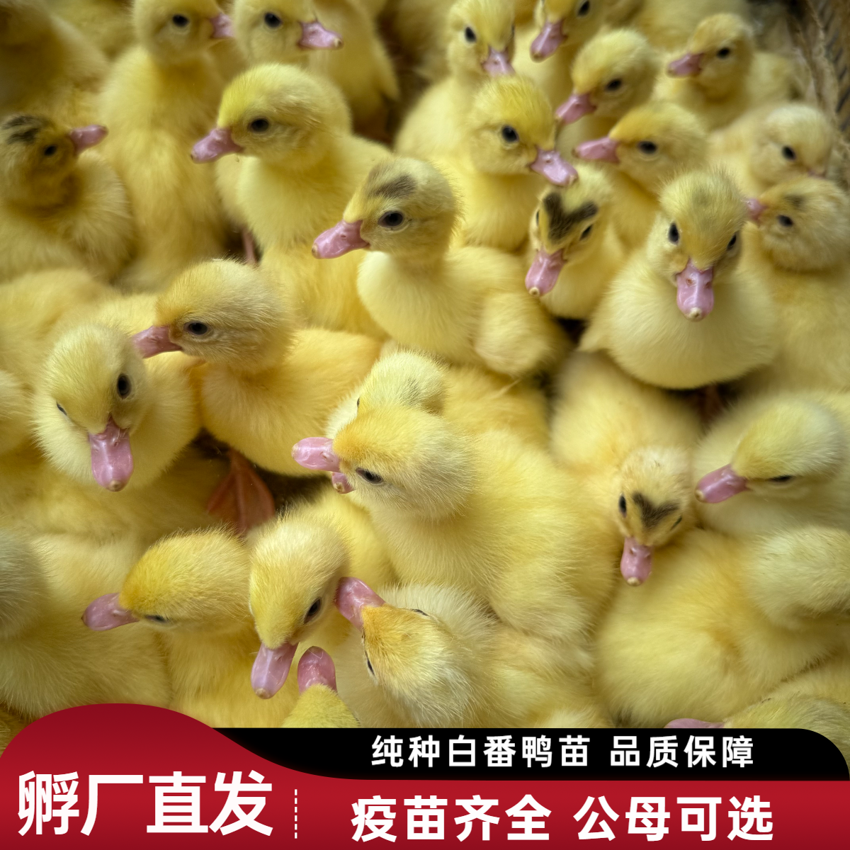 【孵厂直发】纯种白番鸭宠物鸭优质苗成活率高易饲养活泼亲人