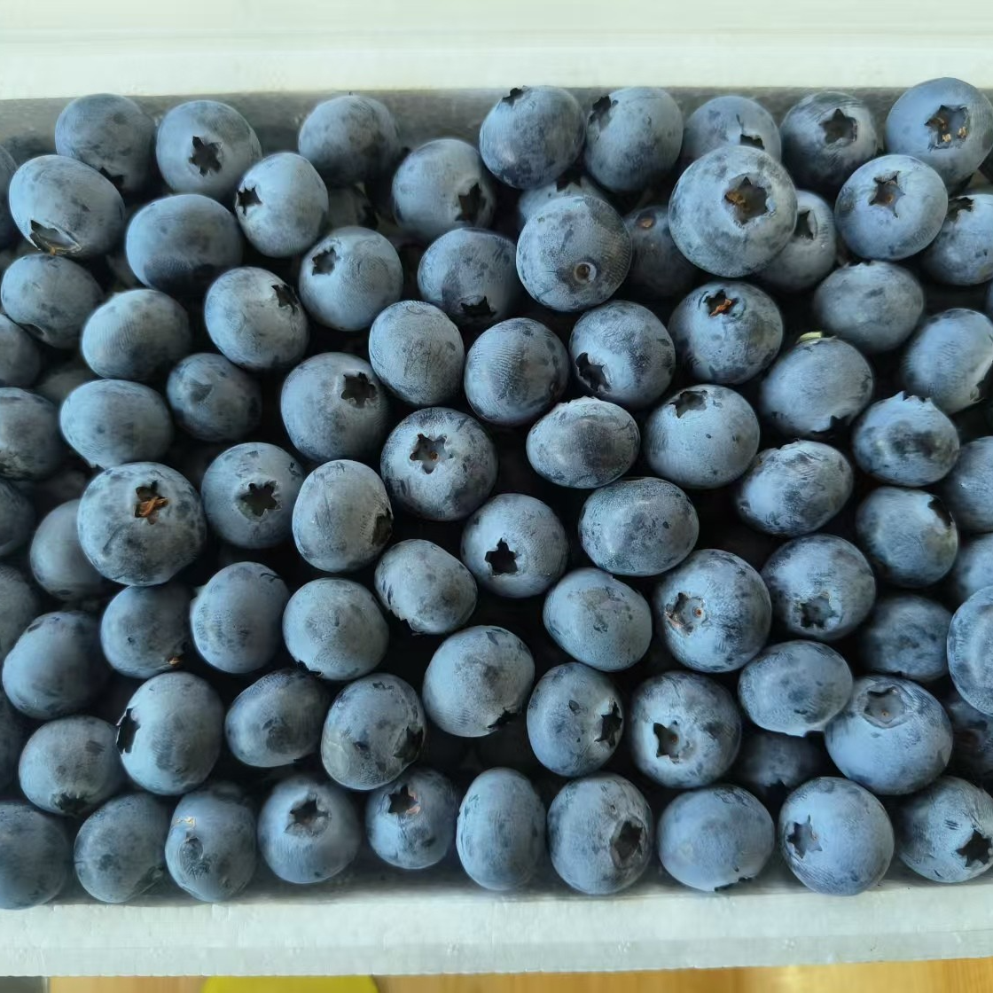 25mm东港蓝莓1000克