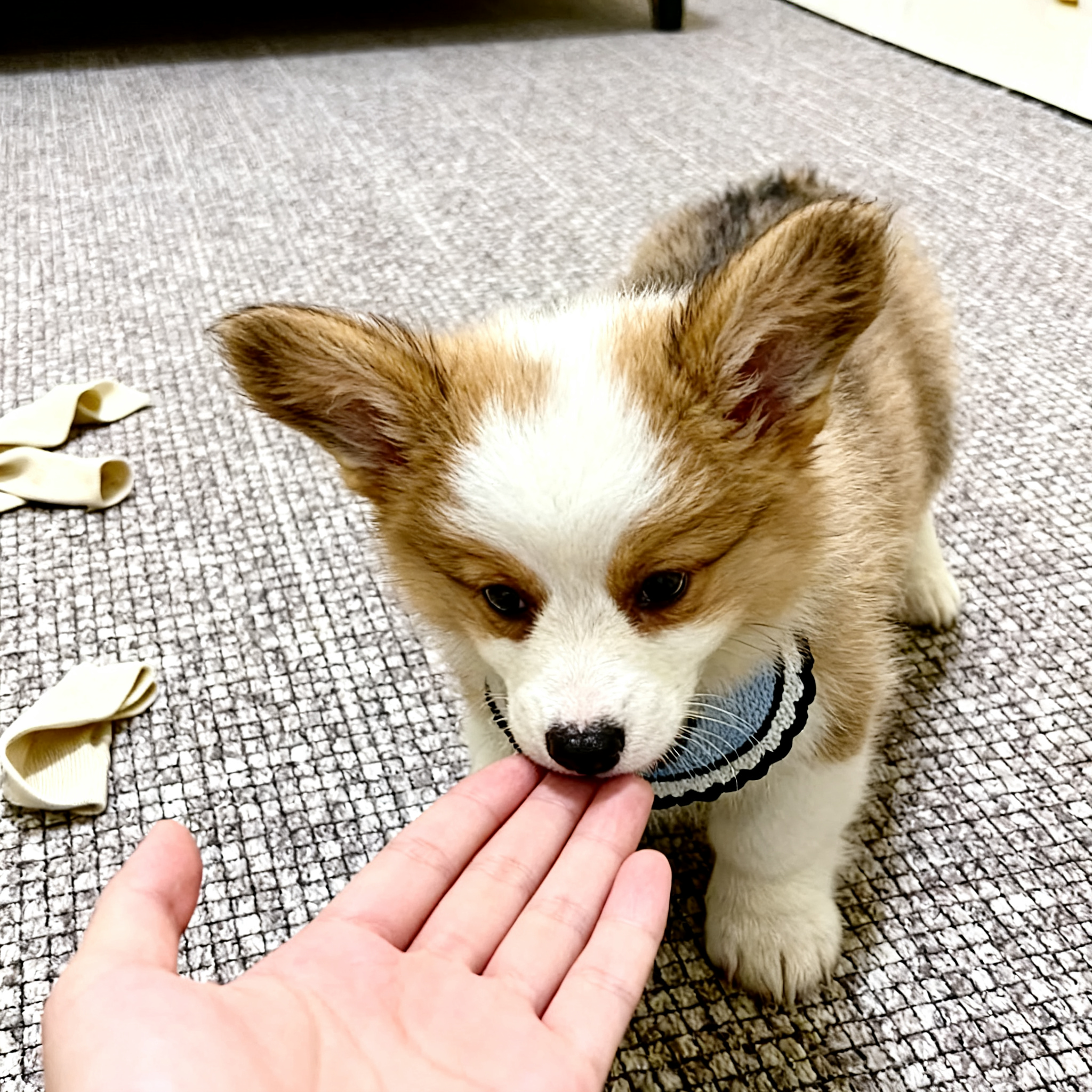 柯基幼犬两色犬黄白花小小狗狗小型犬宠物超萌狗陪伴活泼黑白幼崽
