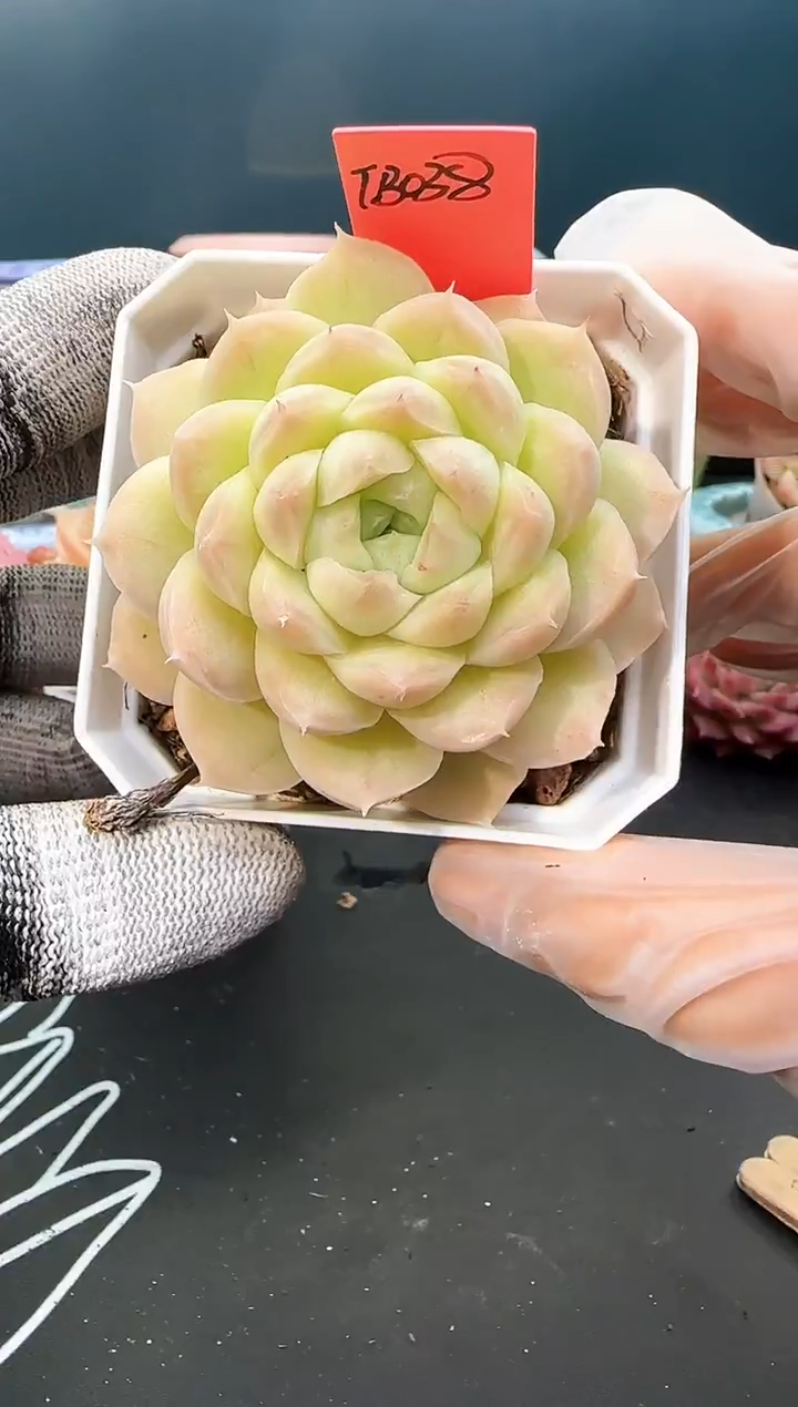 3 238 tb038   （冠幅 6.5 cm）