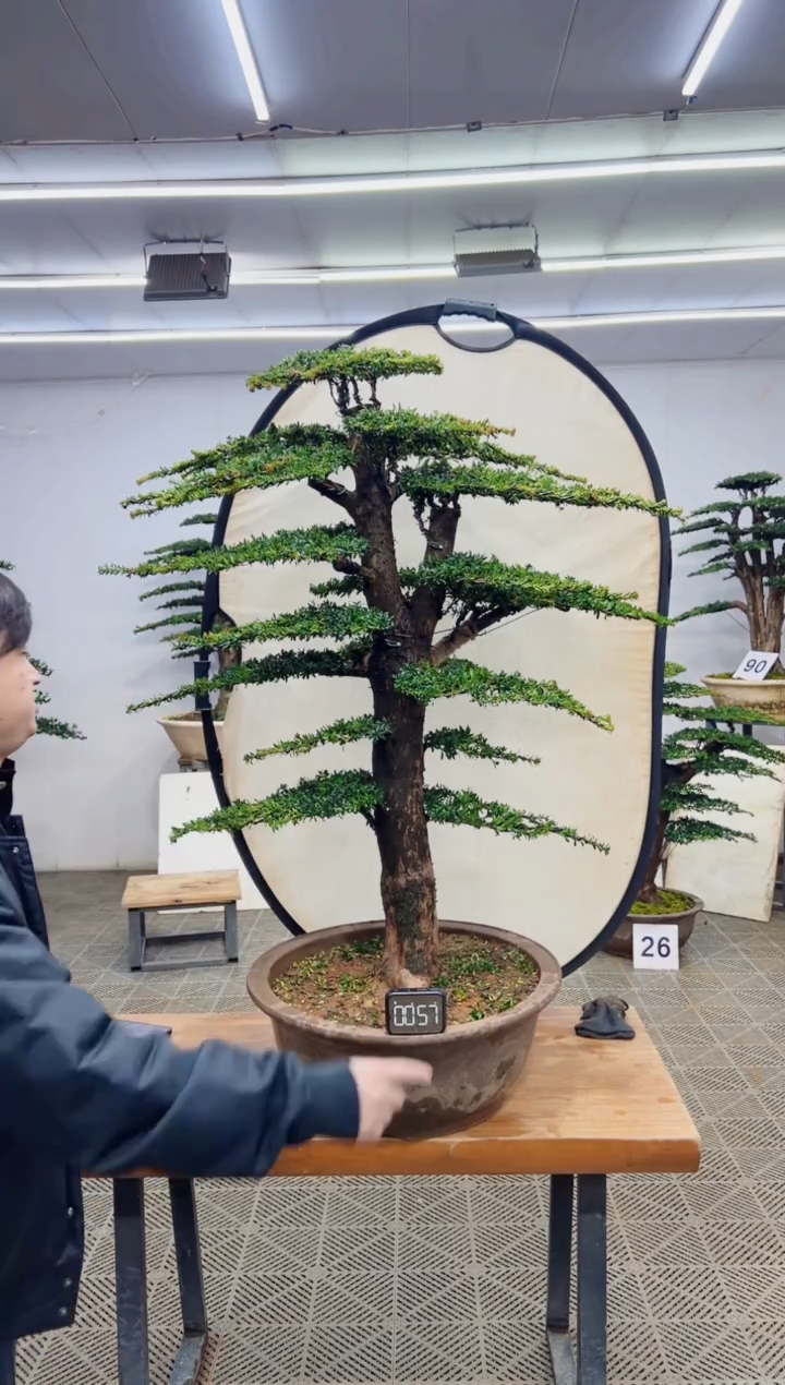 无花朵造型盆景一物一拍