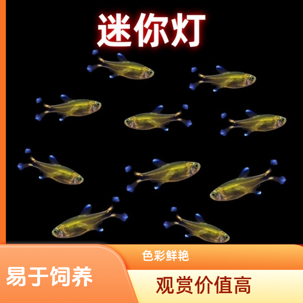 迷你灯鱼热带观赏小型红绿灯草缸群游灯科鱼活体