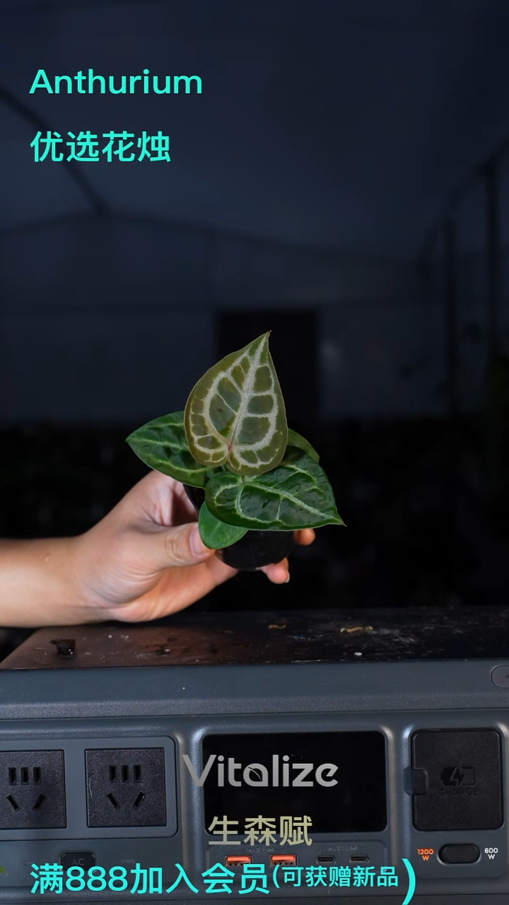 完全开放灰杂红铜4号