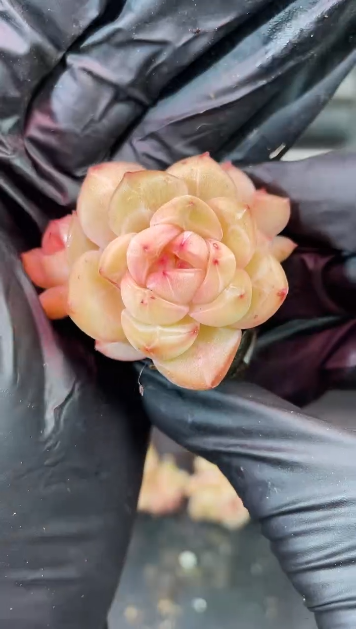 闪购2052  橘体翡灯多肉一颗    