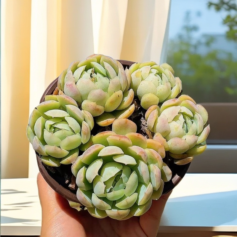 福利款  12#贝瑞（带盆） 多肉【满15包邮】 以直播间为准  