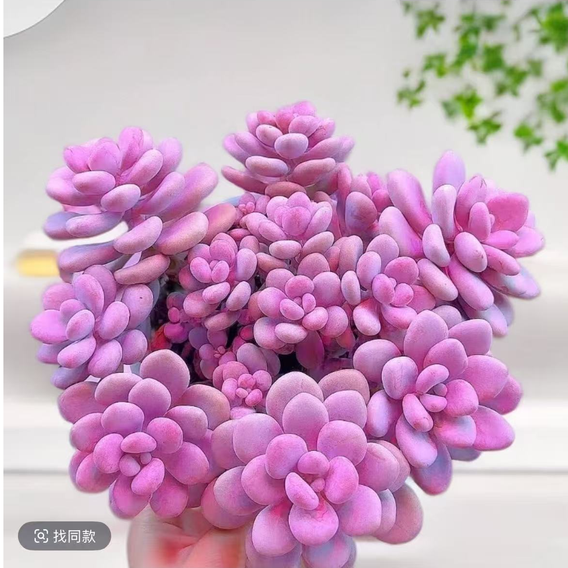 桃蛋老桩脱土发货 多肉植物净化空气新手好养