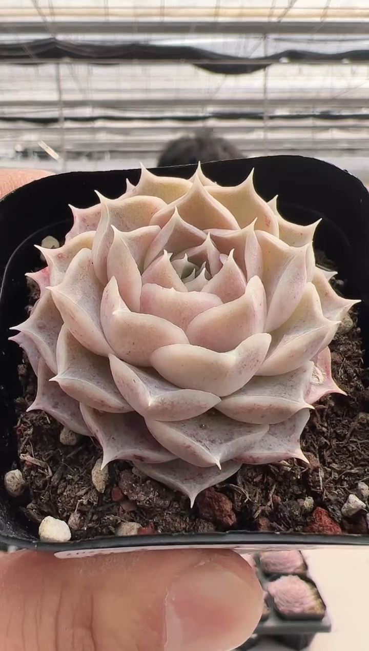 【闪购商品】福利多肉-40