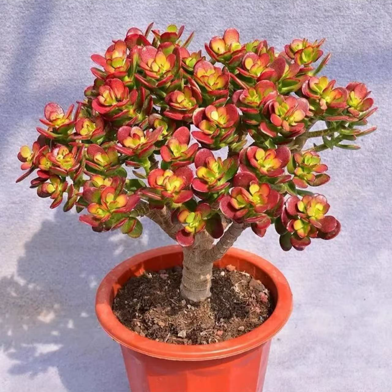 【大老桩摇钱树】姬红花月多肉盆栽 脱盆带土球 新手好养