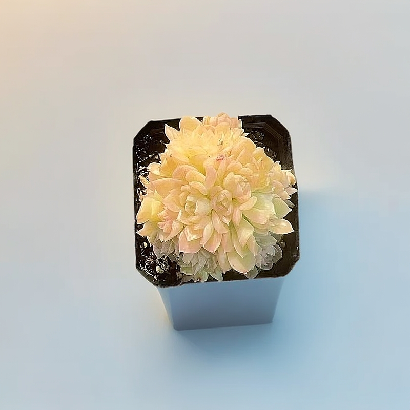 同美多肉园艺 蝴蝶麦秆 多肉植物 以直播间实物为准 综合链