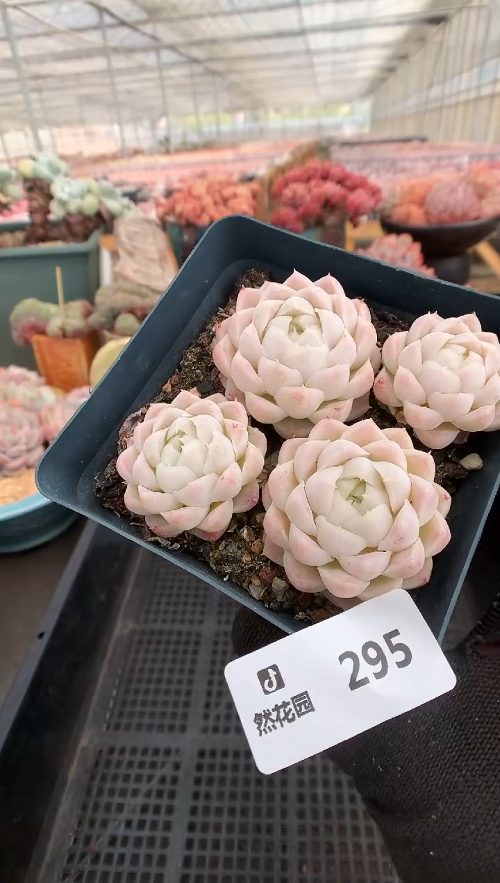 【闪购商品】295月影四棵一物一拍