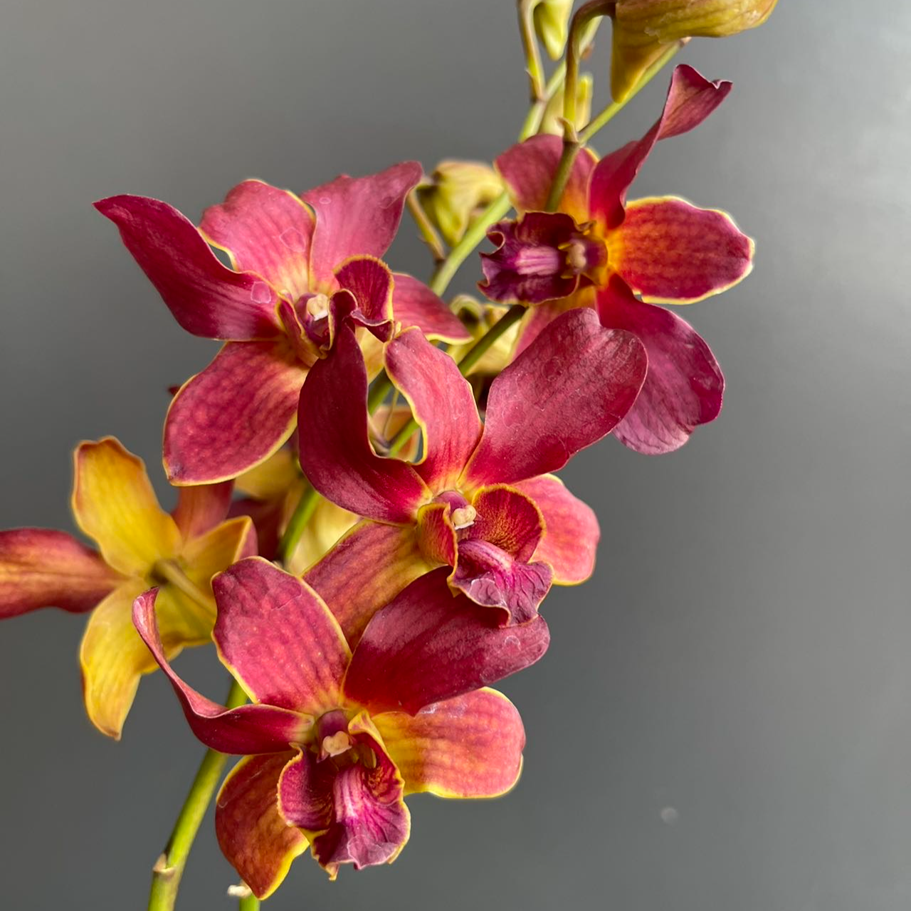 【兰亭2号】秋石斛石斛兰盆栽四季开花好养家庭园艺盆栽