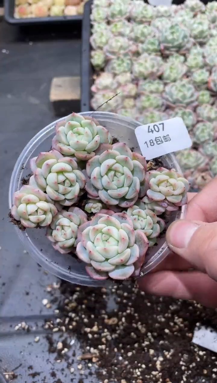 407  T4甜心     量拍