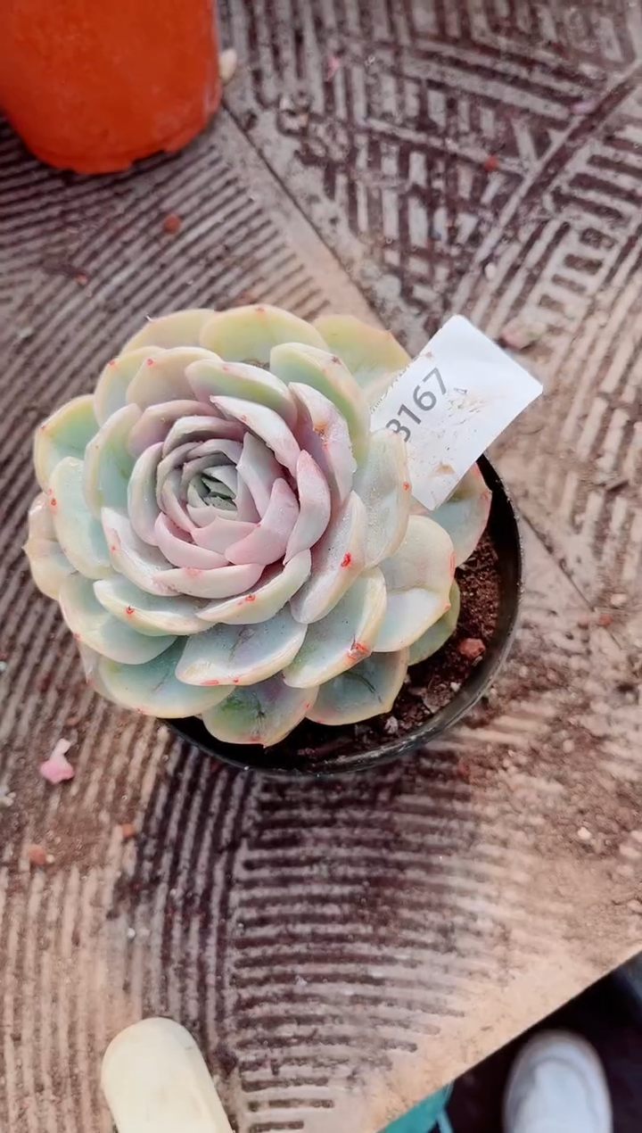 大**贝跃跃精品多肉28167