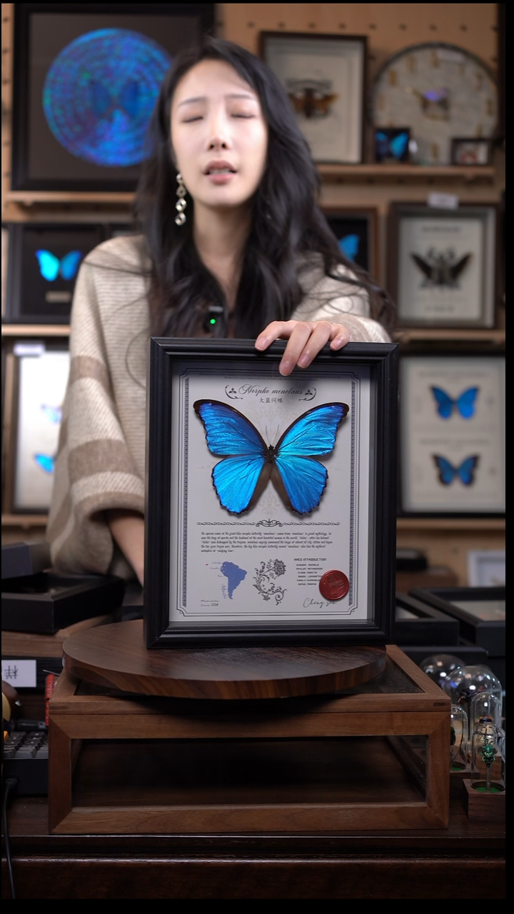 大蓝闪蝶豪华版10寸欧式框（带证书）