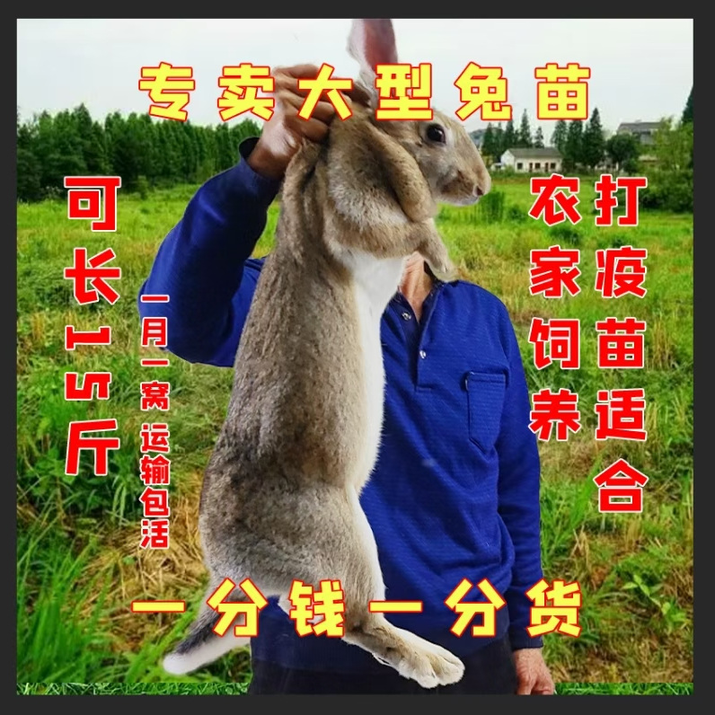 兔子活体【健康好养】健康好养可食用/新西兰大白兔比利时麻兔种兔