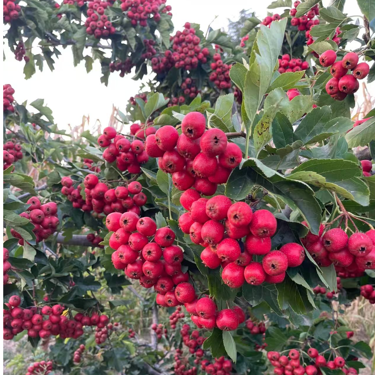 新品种山楂果树苗优质嫁接南北方种植盆栽地栽