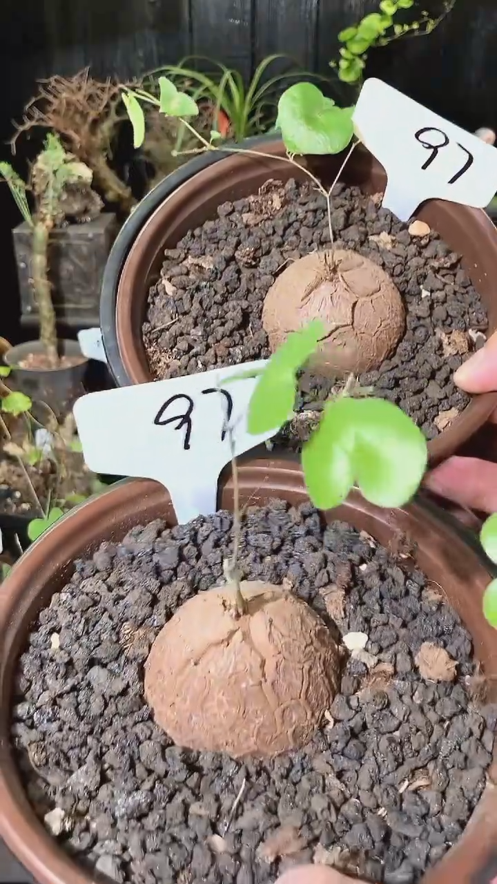 97号1028福利特价南非龟甲龙套餐