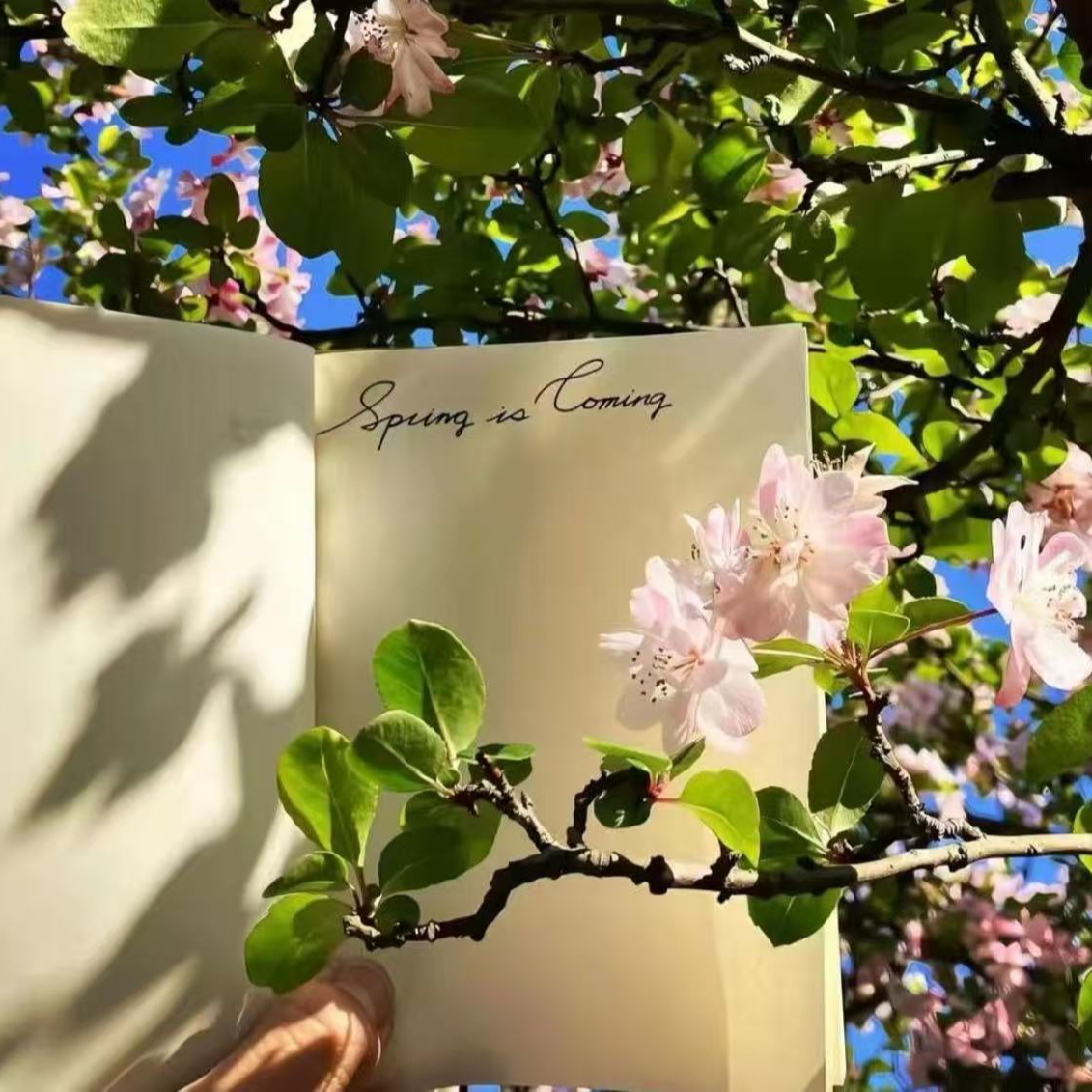 黄女王菊是是是是