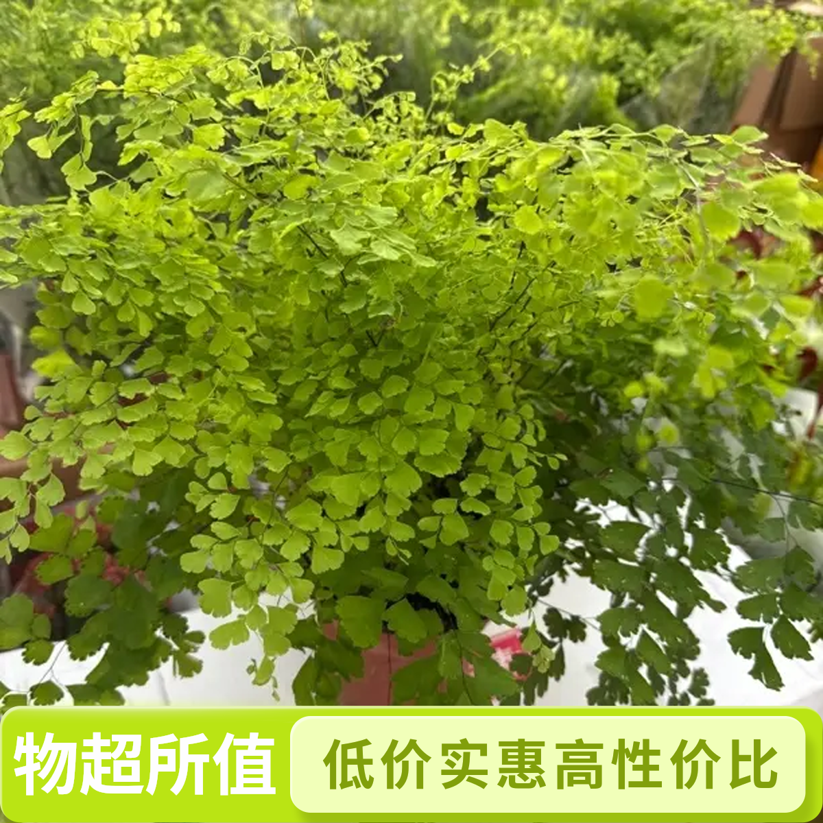 铁线蕨飘雪飞雪盆栽室内绿植耐阴好养观叶植物净化空气办公室