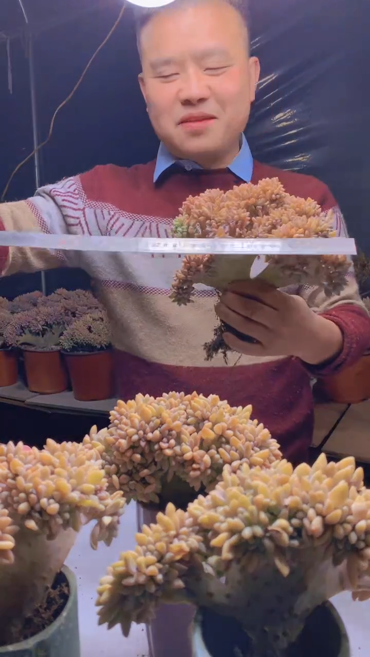 【闪购商品】缀化107