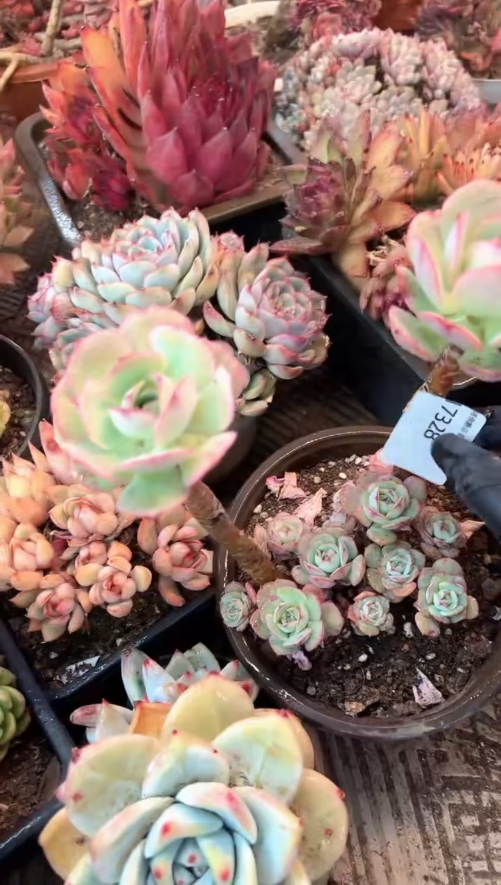 童*多肉植物一物一拍17328