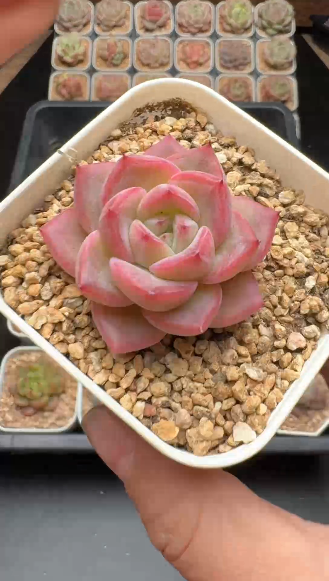 【闪购商品】352号一物一拍珍妮多肉花卉植物3颗起发