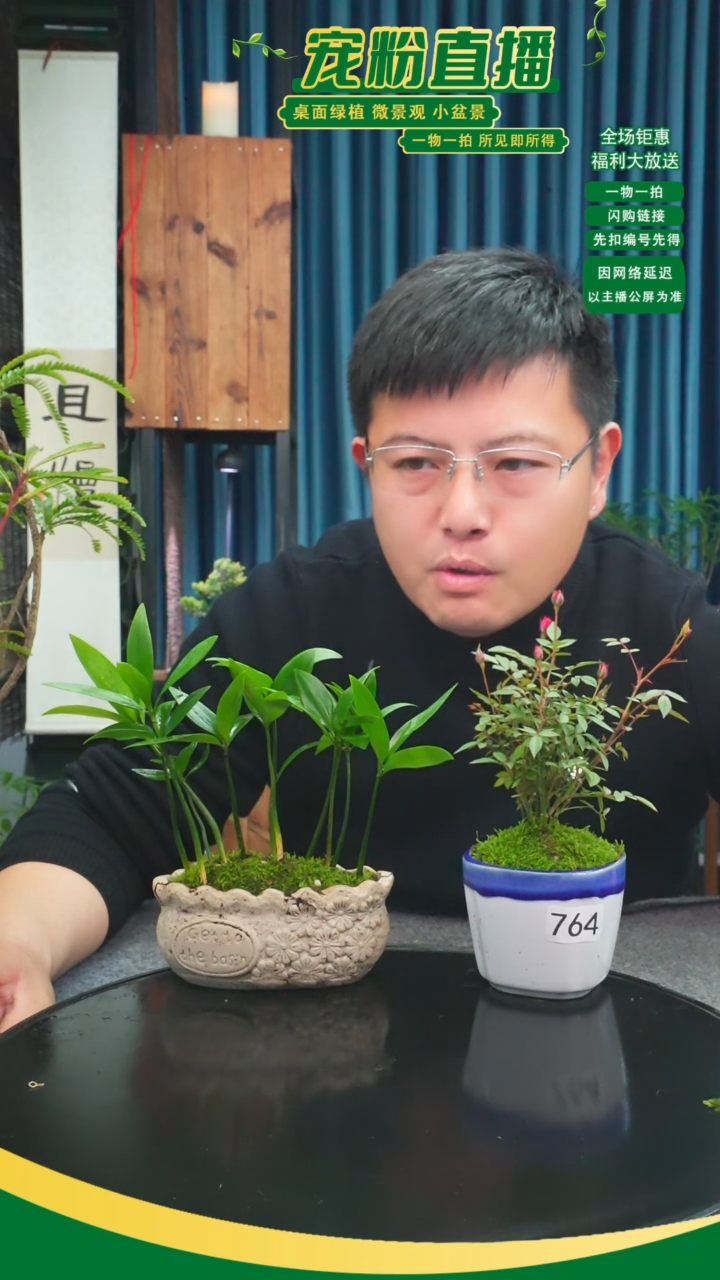 无花朵年*苔藓微景观764号