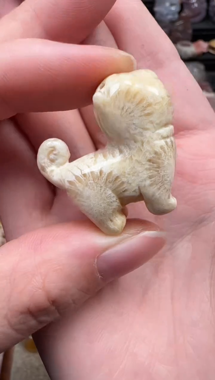 颈饰未镶嵌硅化珊瑚（珊瑚玉）197