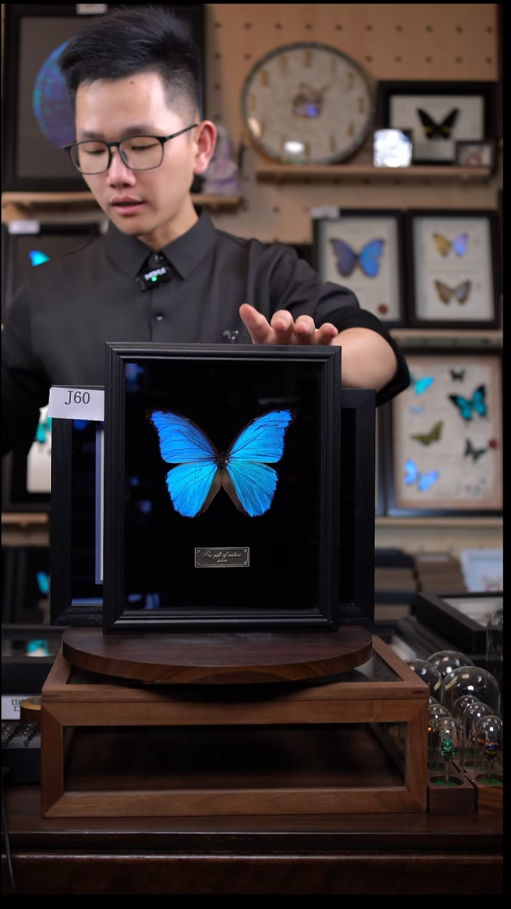 大蓝闪蝶黑绒底版10寸欧式框（带证书）j12