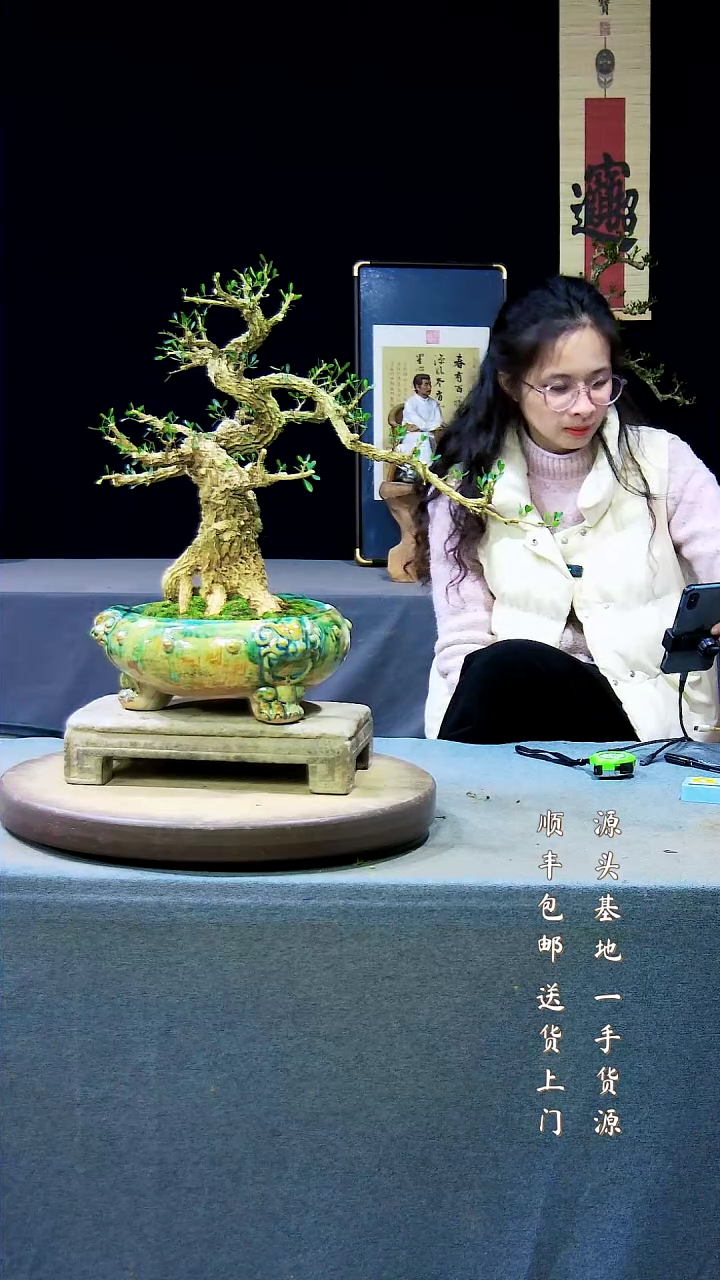 【闪购商品】雀舌黄杨盆景雀舌黄杨盆景