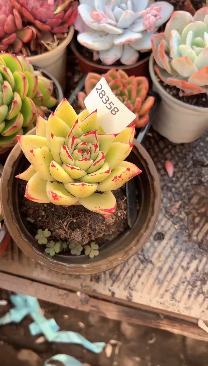 超***看多肉植物一物一拍28358