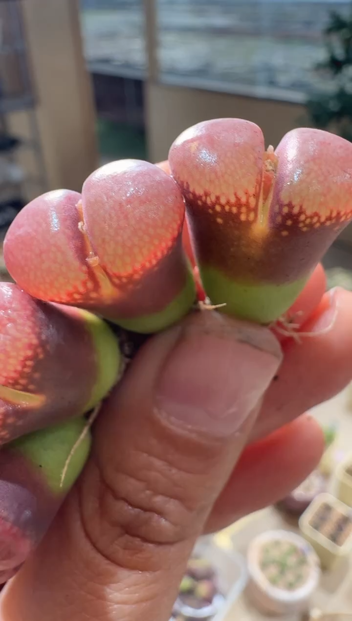 310多肉植物肉锥F系高端风铃一颗