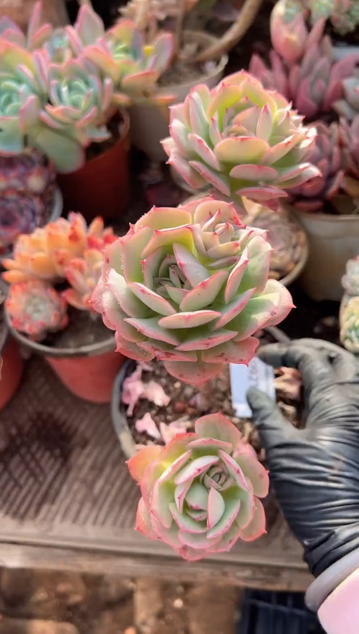 1****6多肉植物一物一拍09213