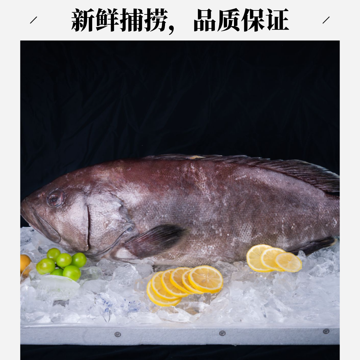 冷链冰鲜 云纹石斑 深海鱼 非刺身整鱼切