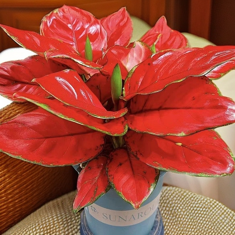 吉利红发财树红色绿植盆栽客厅办公室室内桌面观叶绿植好绿植盆栽