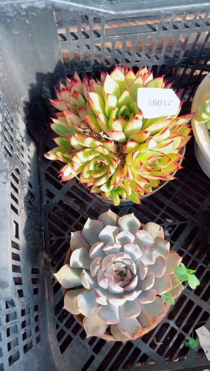 多*多肉植物一物一拍21095