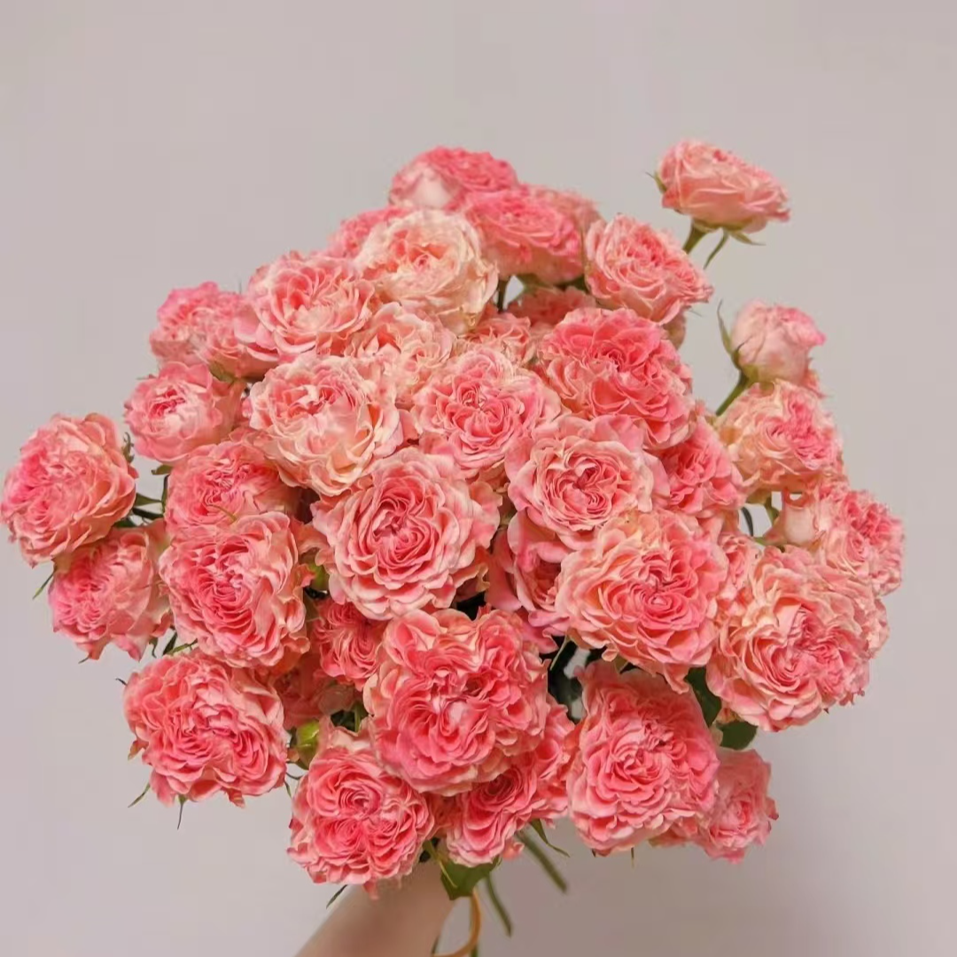 小仙女多头玫瑰-家养鲜花云南基地直发