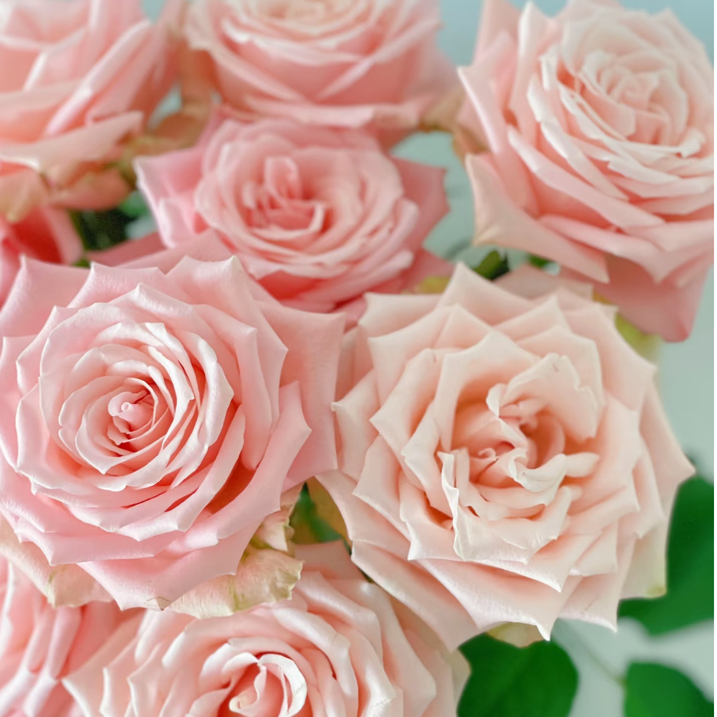 杏仁奶糖玫瑰-家养鲜花-云南基地直发-