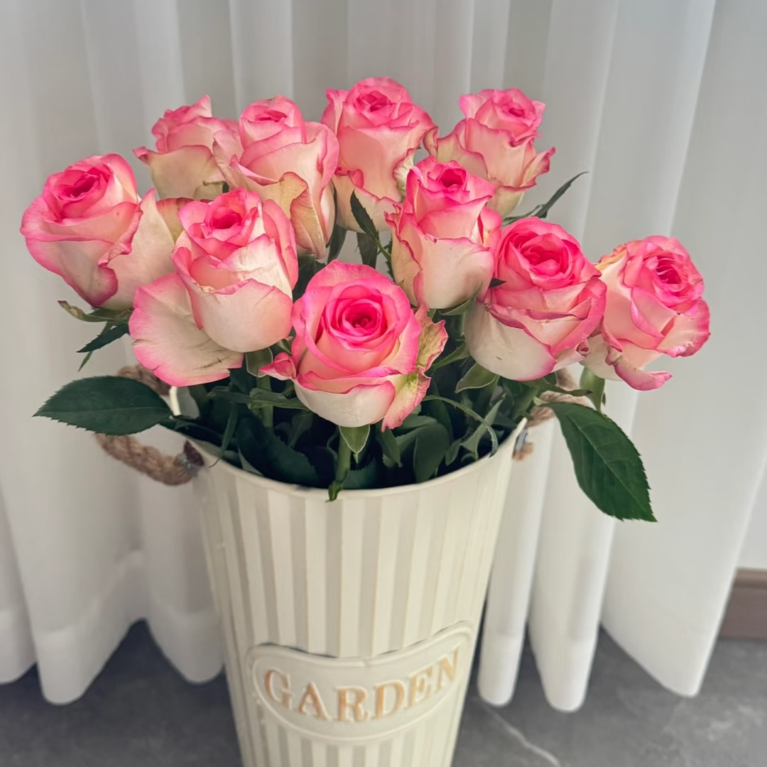 【艾莎】云南鲜切花鲜花一单普快任2单升顺丰3单送配草